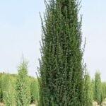 9819-juniperus-communis-arnold-jalovec-1