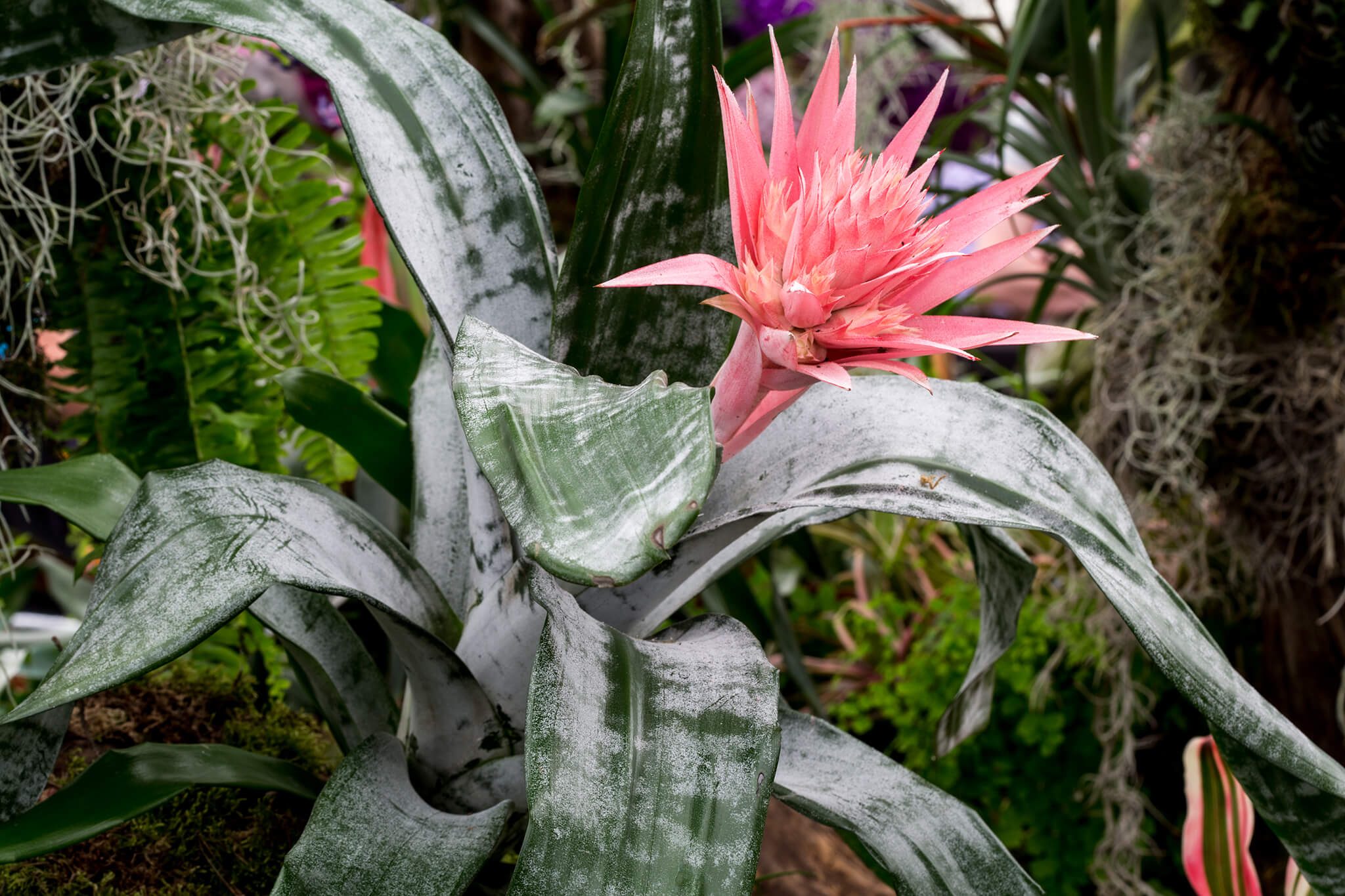 Aechmea