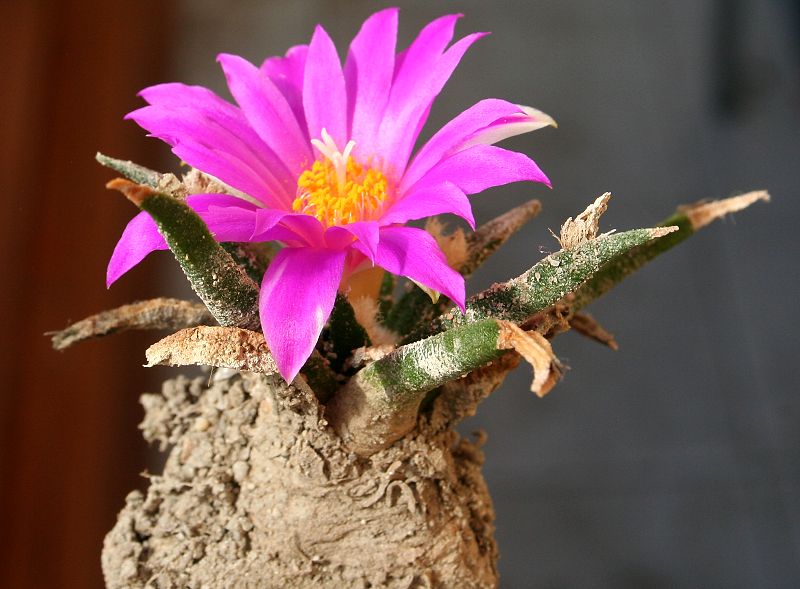 Ariocarpus agavoides