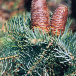 Abies_concolor_cones