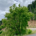 Acer_negundo_44809168