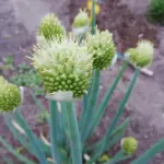Allium fistulosum.jpg