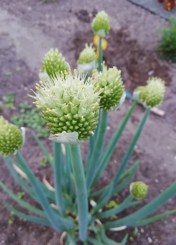 Cibule zimní