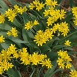 Allium_moly4
