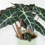 Alocasia-sanderiana