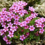 Androsace_ciliata