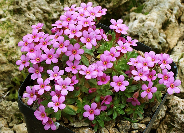 Pochybek brvnatý
