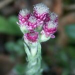 Antennaria_dioica