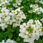 Arabis_caucasica_002