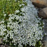 Arenaria_tetraquetra__A0025__10