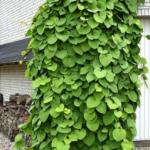 Aristolochia-durior-macrophylla_1