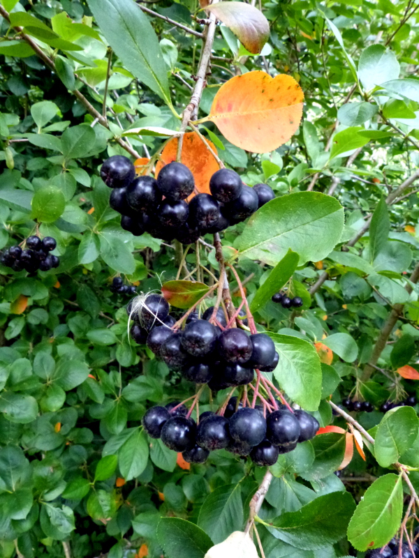 Aronia