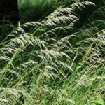Arrhenatherum_elatius_Glatthafer_(2)