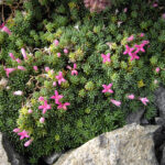 Asperula_nitida_2