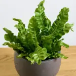 Asplenium-nidus-Crispy-Wave-02_1200x1200.jpg
