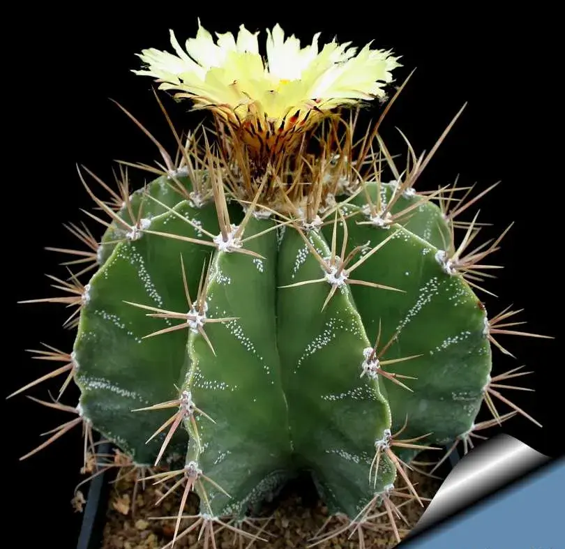 Astrophytum ornatum