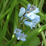 BRIMEURA_AMETHYSTINA