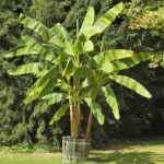 Bananowiec-Musa-Basjoo