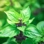 Basil_Anise_Ocimumbasilicum_inthegarden001_1024x1024.jpg