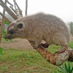 Beecroft’sTreeHyrax