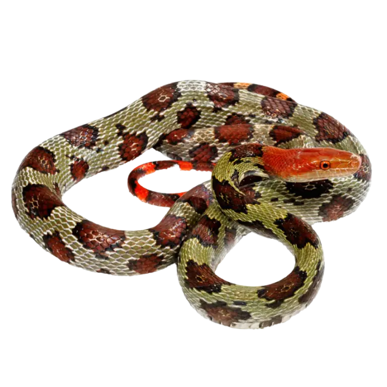 Best_substrate_for_a_Moellendorf_s_rat_snake_ReptiChip_1024x.png