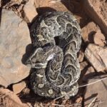 Bitis_arietans_arietans_138961652