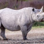 Black_Rhino_at_Working_with_Wildlife