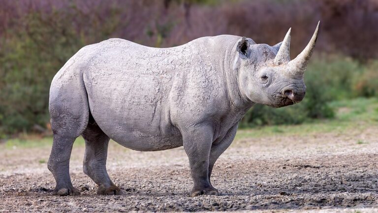 Black_Rhino_at_Working_with_Wildlife