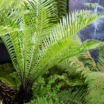 Blechnum-gibbum-2-2048-1365-4500c6d