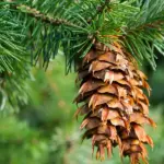 Blog-douglas-fir-header.jpg