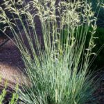 Blue-Avena-Grass-sq-1080×675