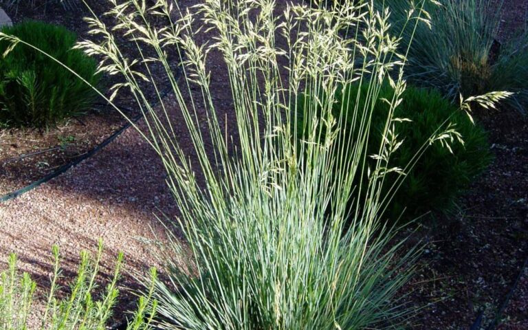Blue-Avena-Grass-sq-1080x675