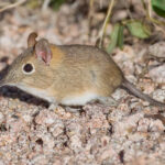 Bushveld-elephant-shrew
