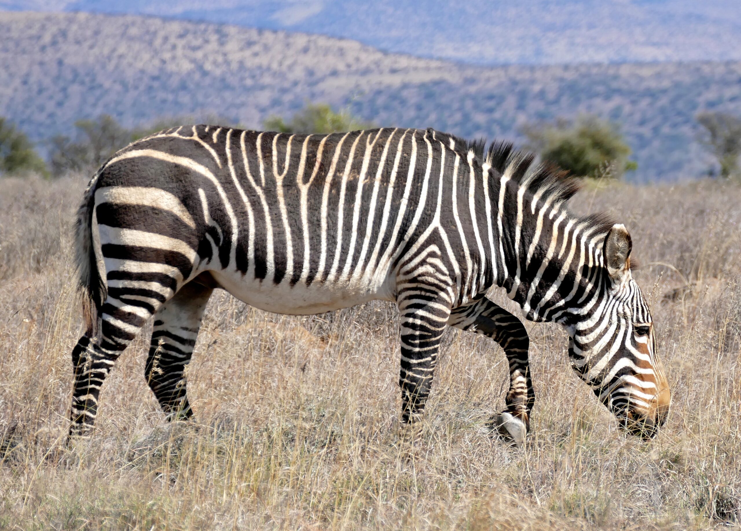 Zebra kapská