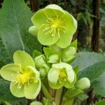 Corsican-hellebore-scaled