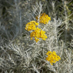 Smil italský Helichrysum,Italicum,In,Bloom,,Rounded,Yellow,Group,Of,Small,Flowers
