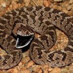 Vejcožrout africký Dasypeltis-Scabra1