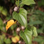 Dioscorea_polystachya_5519e_1600096457