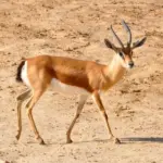 Dorcas_gazelle