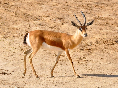 Gazela dorkas