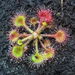 Drosera_rotundifolia_001.jpg