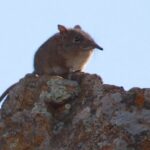 Eastern_Rock_Elephant_Shrew