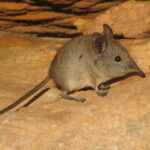 Elephantulus_edwardii_15171220