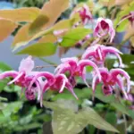 EpimediumHotLips_2048x.png