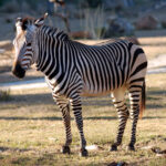 Equus_zebra_-_Disney’s_Animal_Kingdom_Lodge,_Orlando,_Florida,_USA_-_20100119