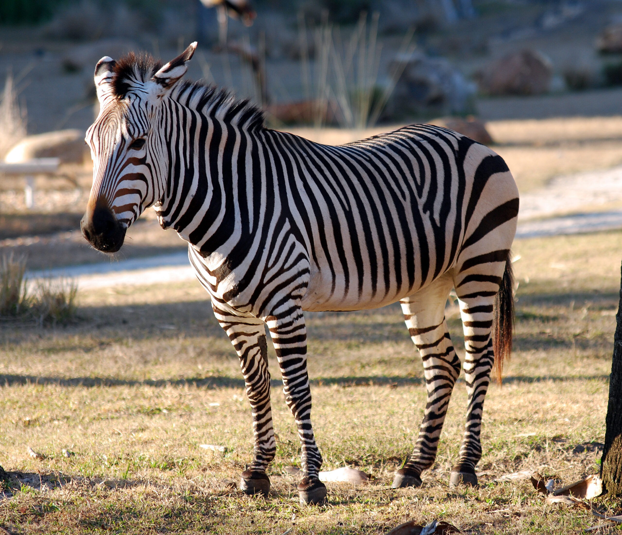 Zebra horská