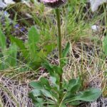 Erigeron_uniflorus_a1