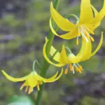 Erythronium_tuolumnense_1_1024x1024.jpg
