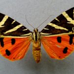 Euplagia_quadripunctaria