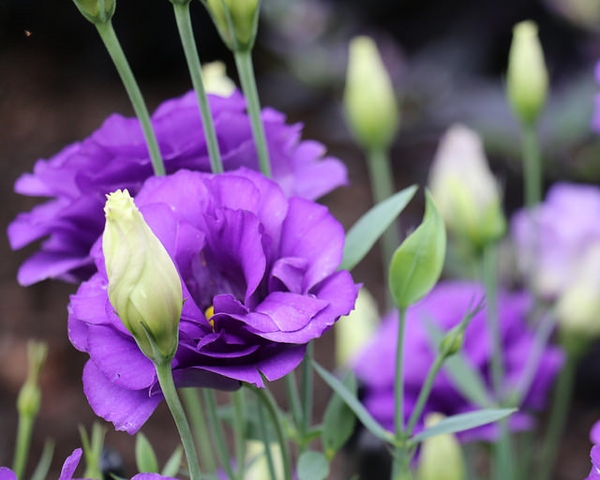 Eustoma